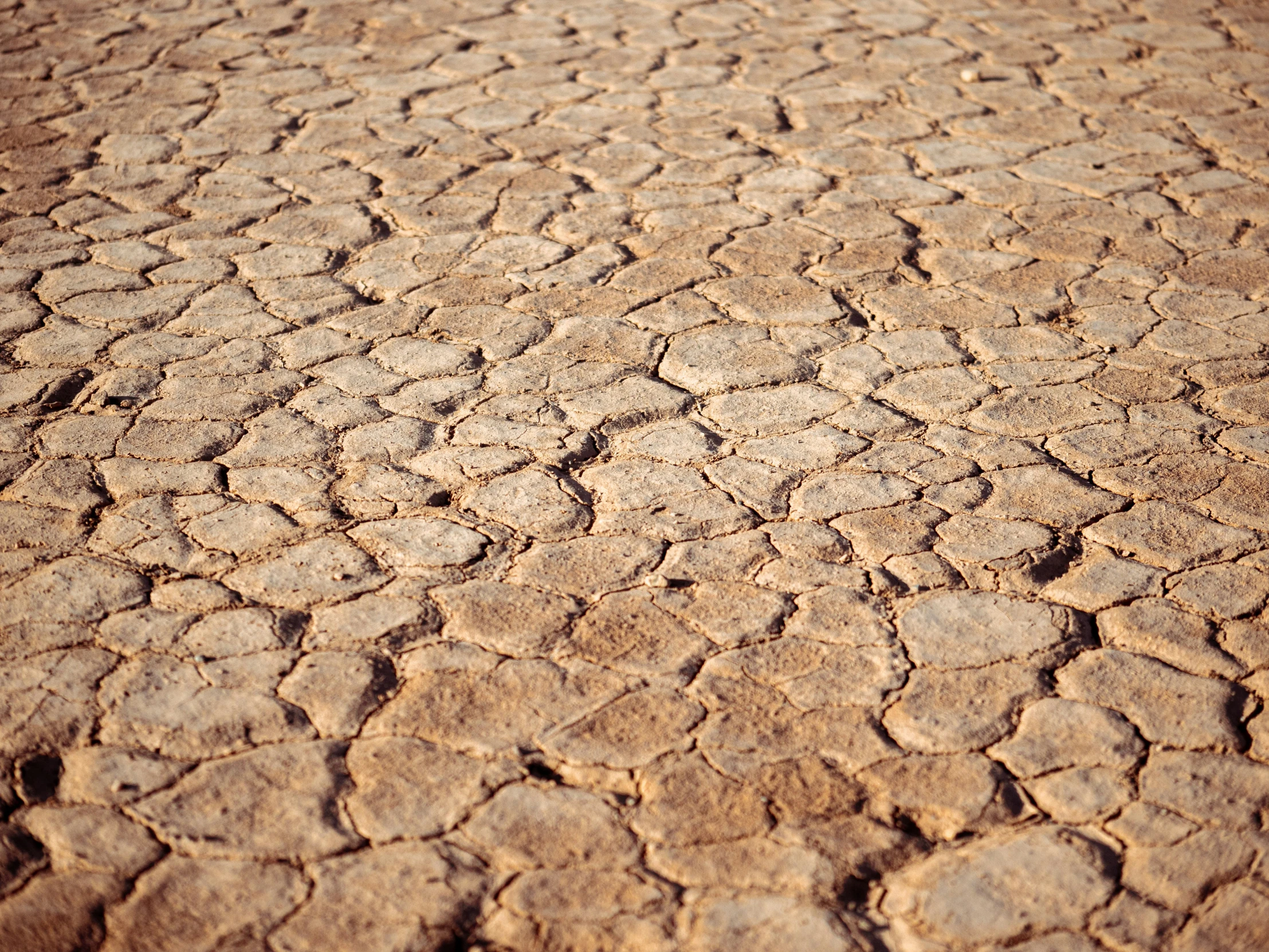 brown dirt has circles and curves in it