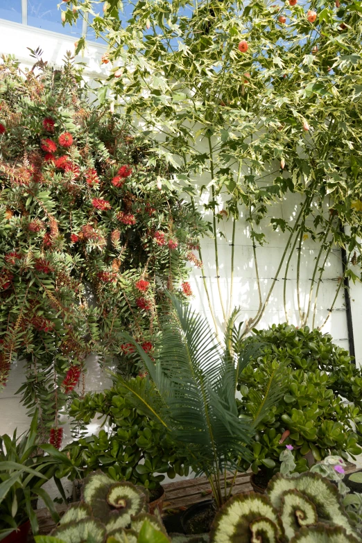 an assortment of different types and shapes of plants in a garden