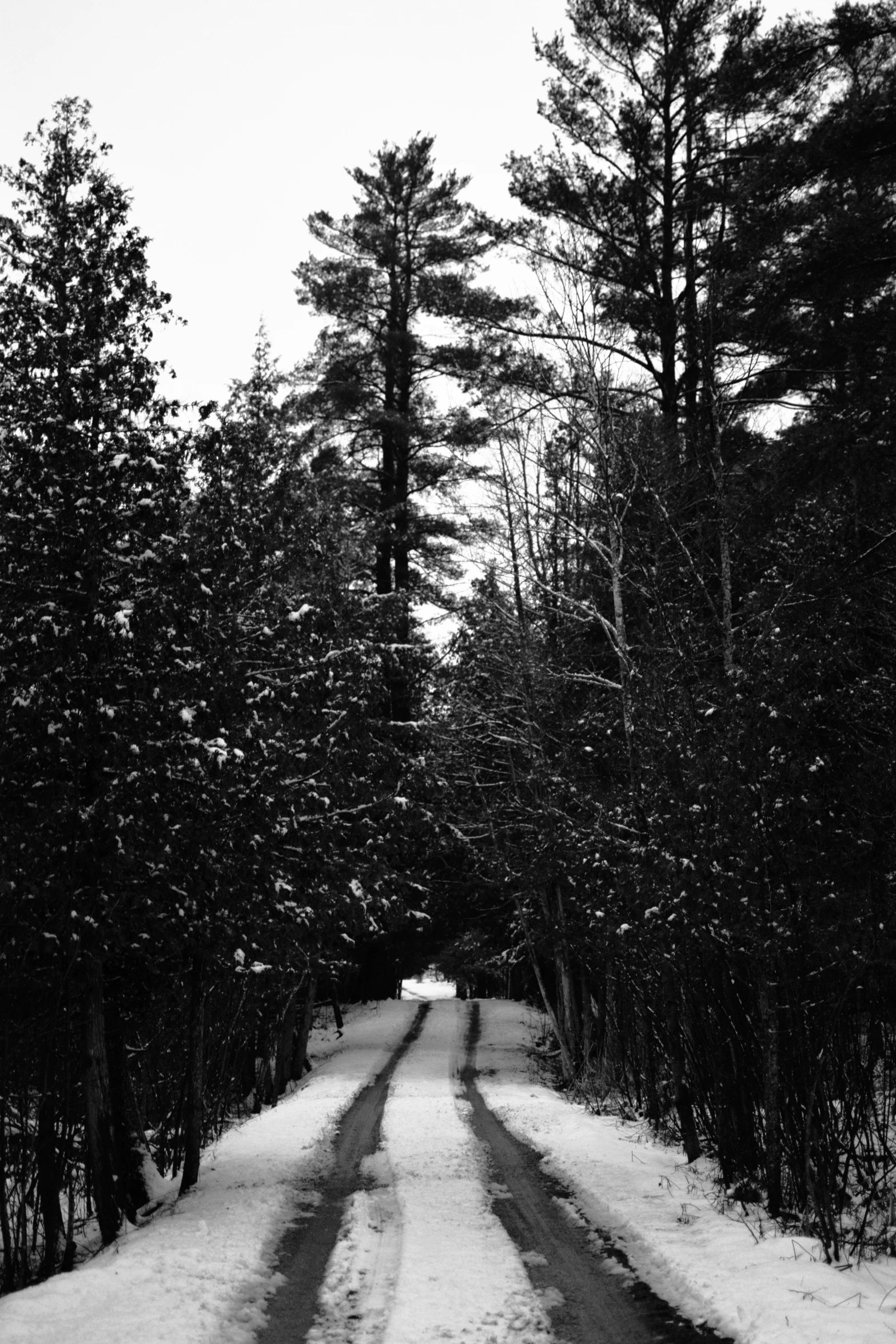 two people walk down a snow - covered road in the forest