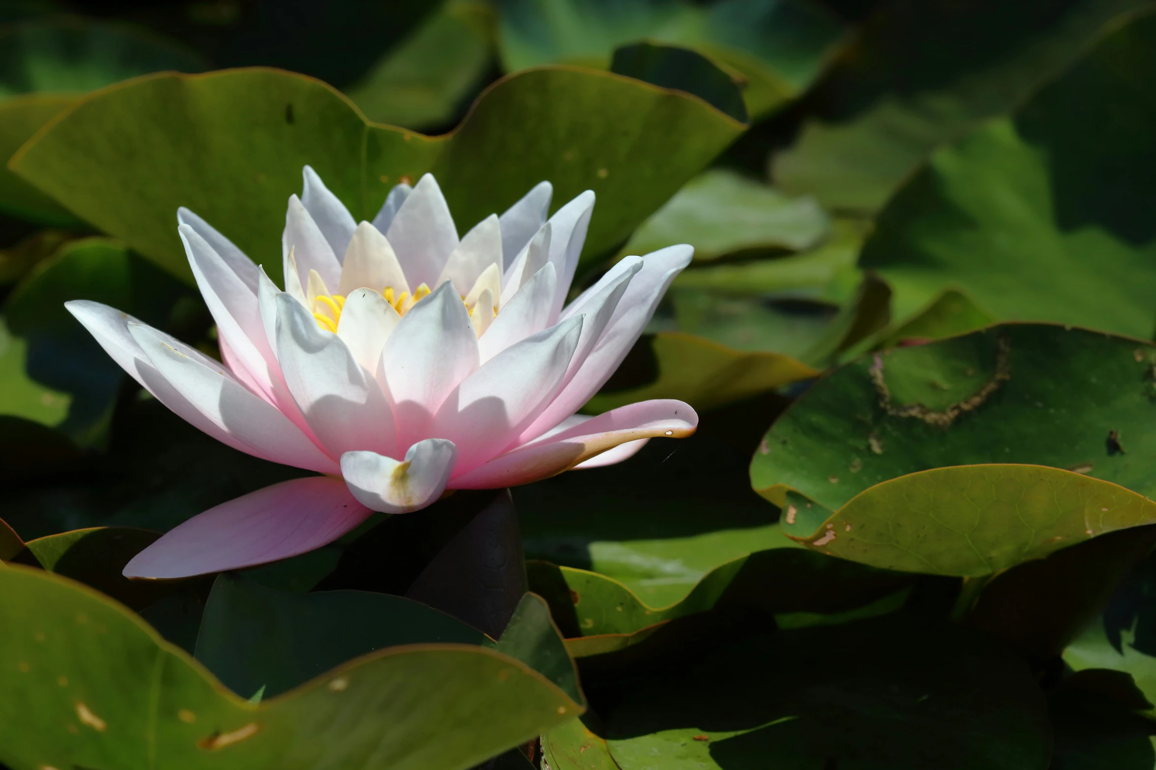 a white and pink water lily sits on top of green leaves