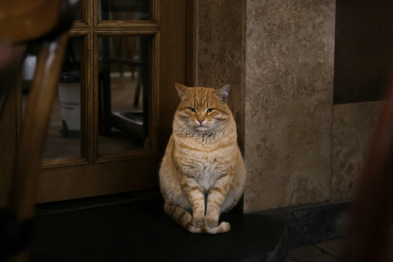 a cat sitting in front of a wooden door