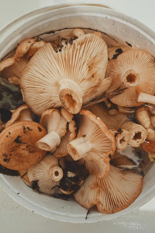 several mushrooms growing in a container together