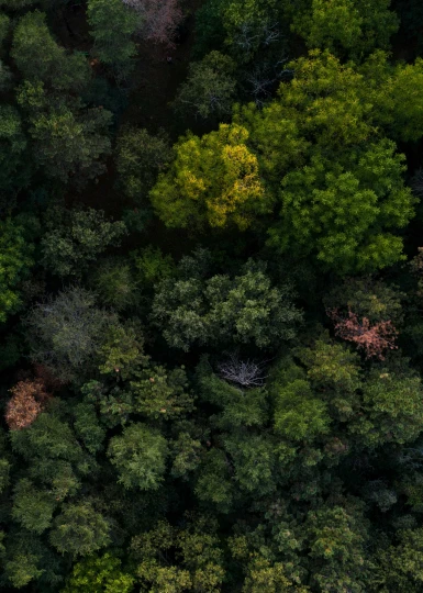 a forest is shown from the air with no trees