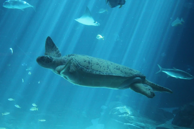 a turtle swimming underwater in a large sea of fish