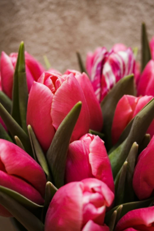 many pink tulips are on a piece of paper