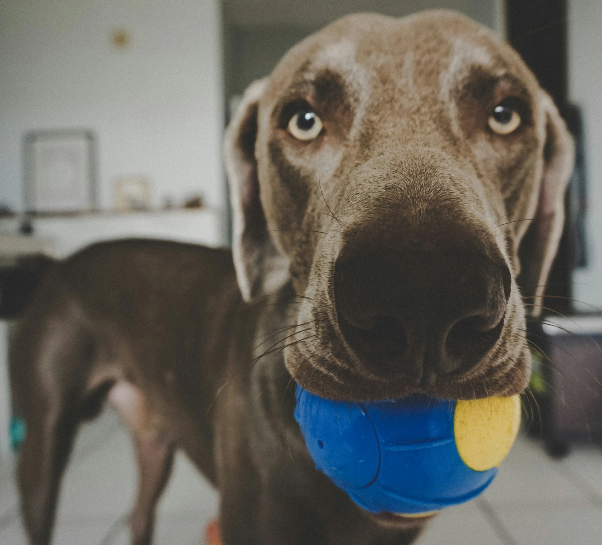 a brown dog with a blue and yellow ball in its mouth