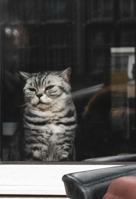 a striped cat is peering through a window