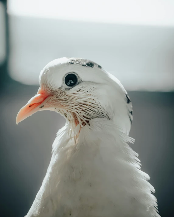 a very cute white bird standing in the sun