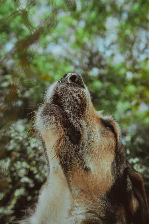 an animal looking up into the sky while standing in a forest