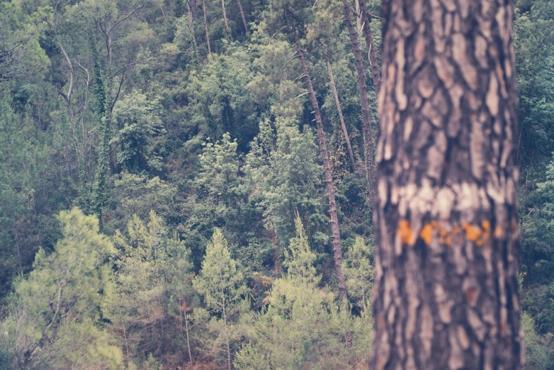 a man walking in the middle of a forest