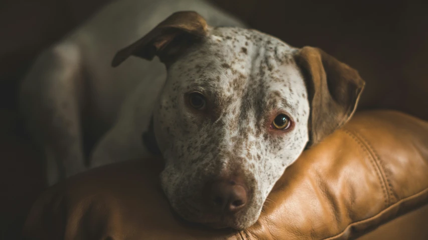 a spotted dog looking over the top of a brown leather chair