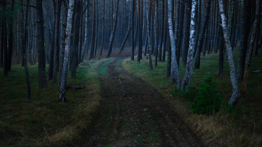 the trail through the forest in the dark