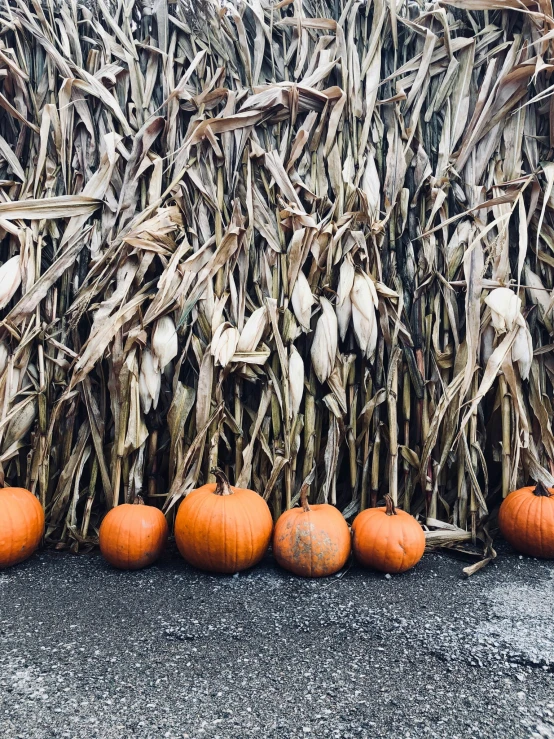 pumpkins sit in a row outside a dried corn field