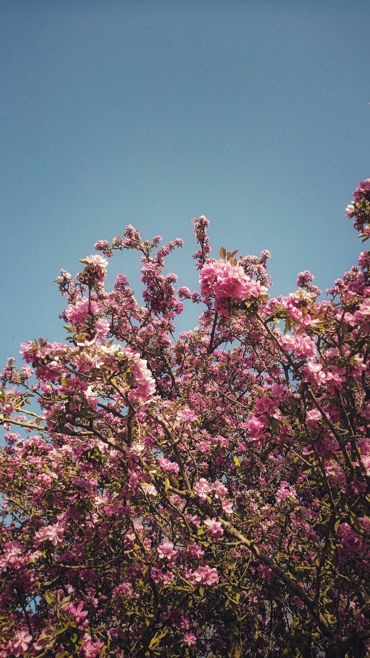 pink flowers are blooming on the tops of trees