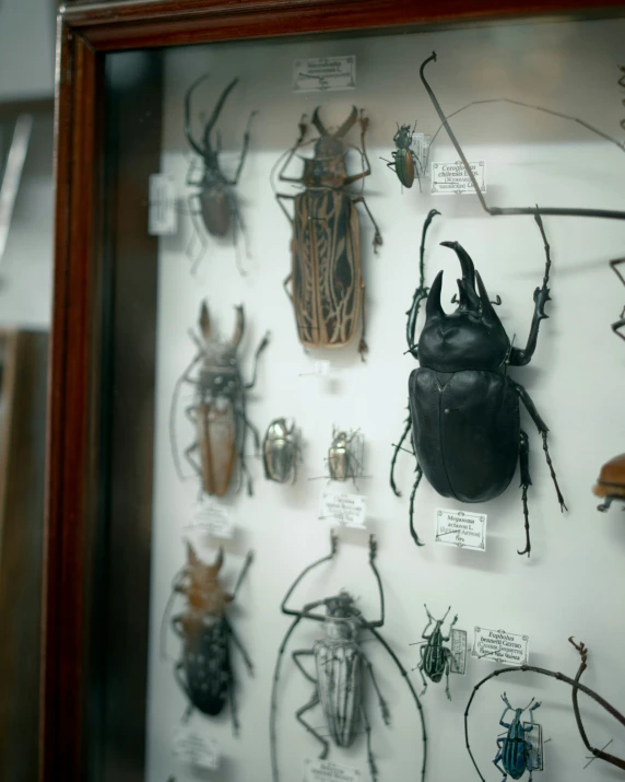 beetles displayed in display case in an insect museum