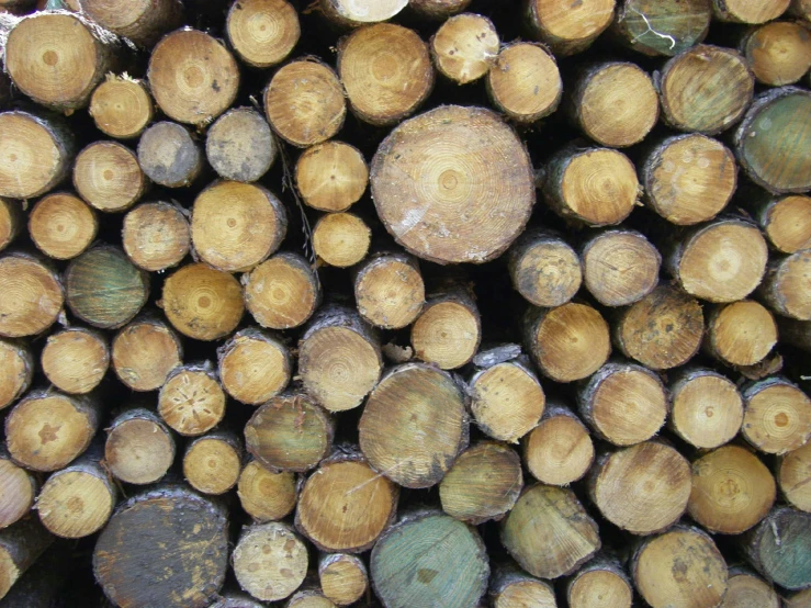 close up view of tree trunks stacked together