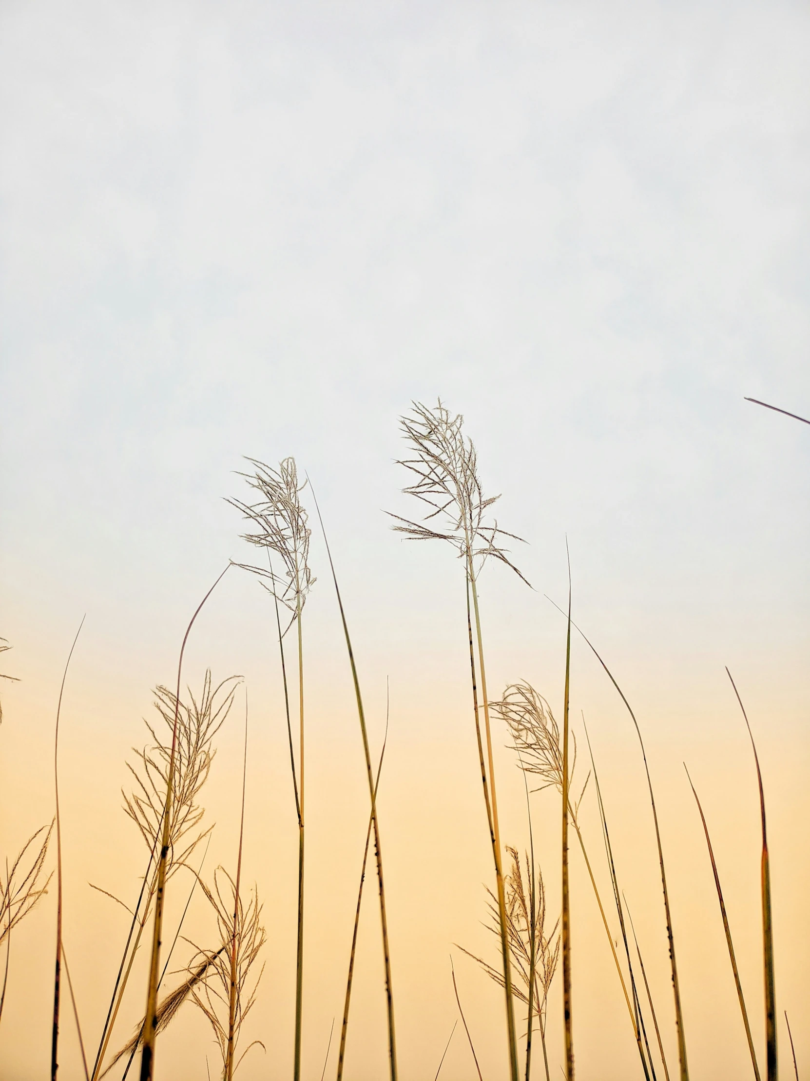 a small giraffe walking on a grass covered field