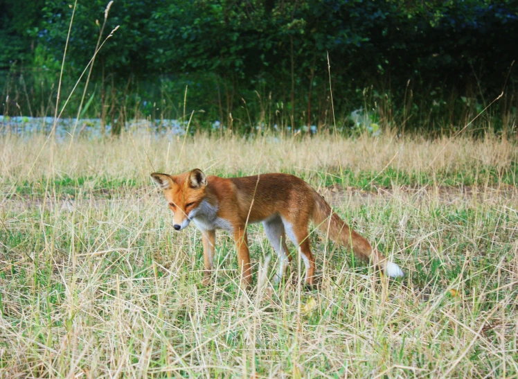 a young fox standing in tall grass next to some trees