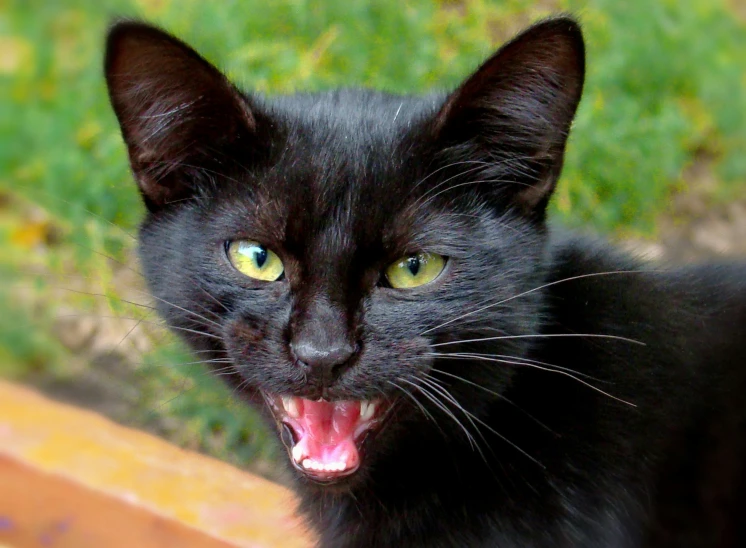 a black cat with its mouth open and wide open