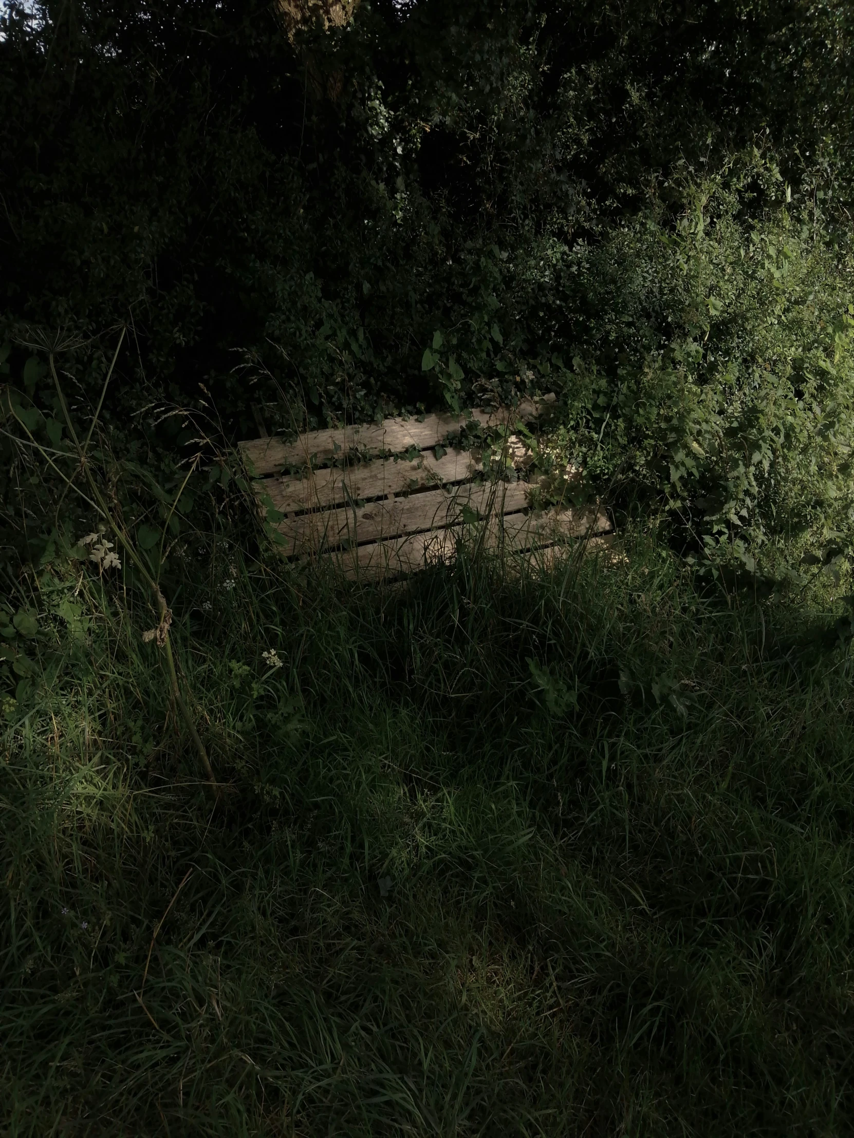 some grass bushes bushes and a small brick wall