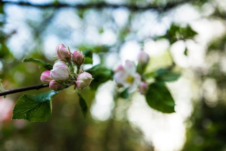 the flowering flower on a nch of an apple tree