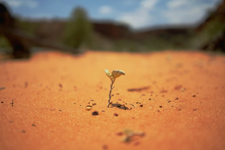 small flower growing out of the dirt on a clear day