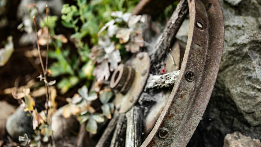 an abandoned bicycle is sitting in some bushes