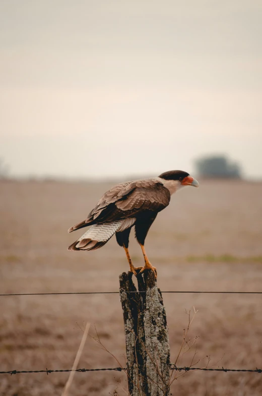 a lone hawk sits on top of a wooden post