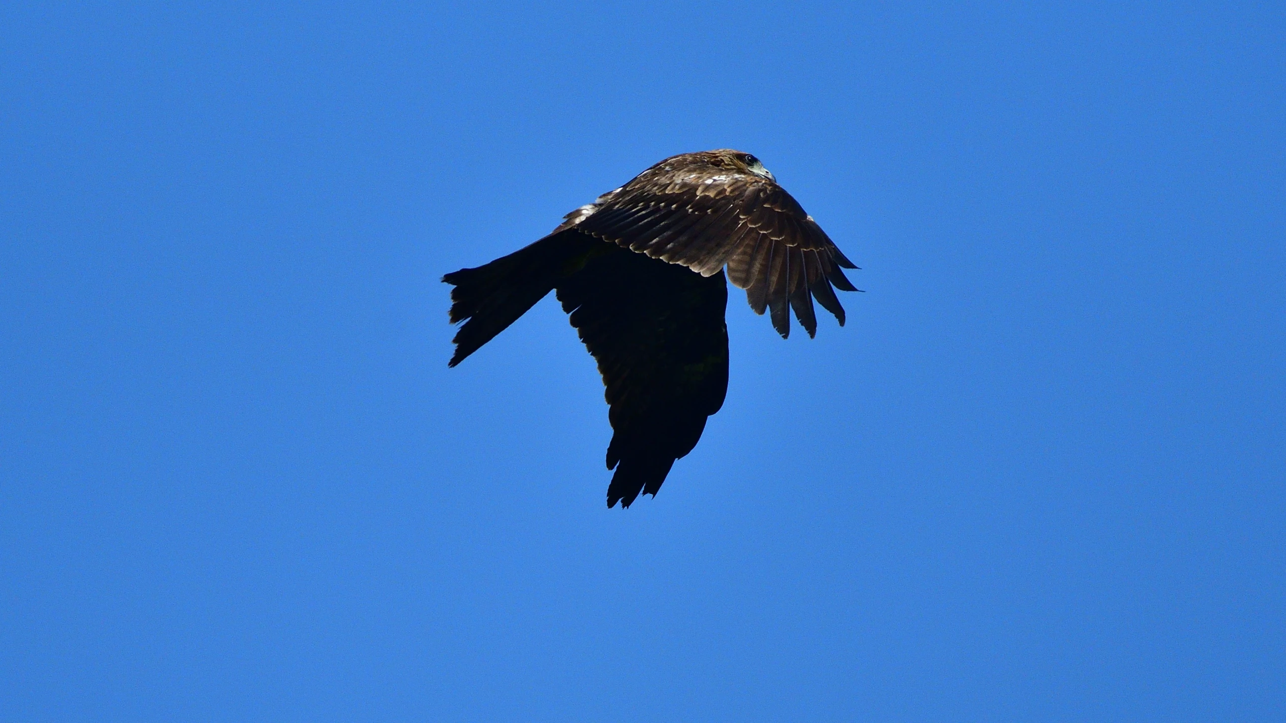 a bird flying high in the sky on a sunny day