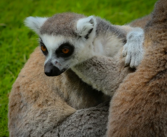 two small animals are together on some grass