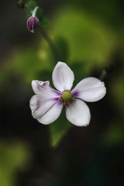 purple flowers with green background in the distance