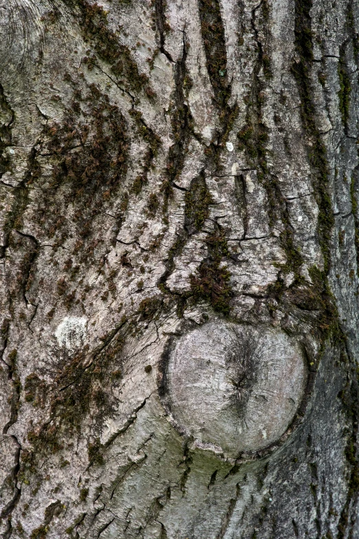 closeup of a tree's bark with a circle in the middle