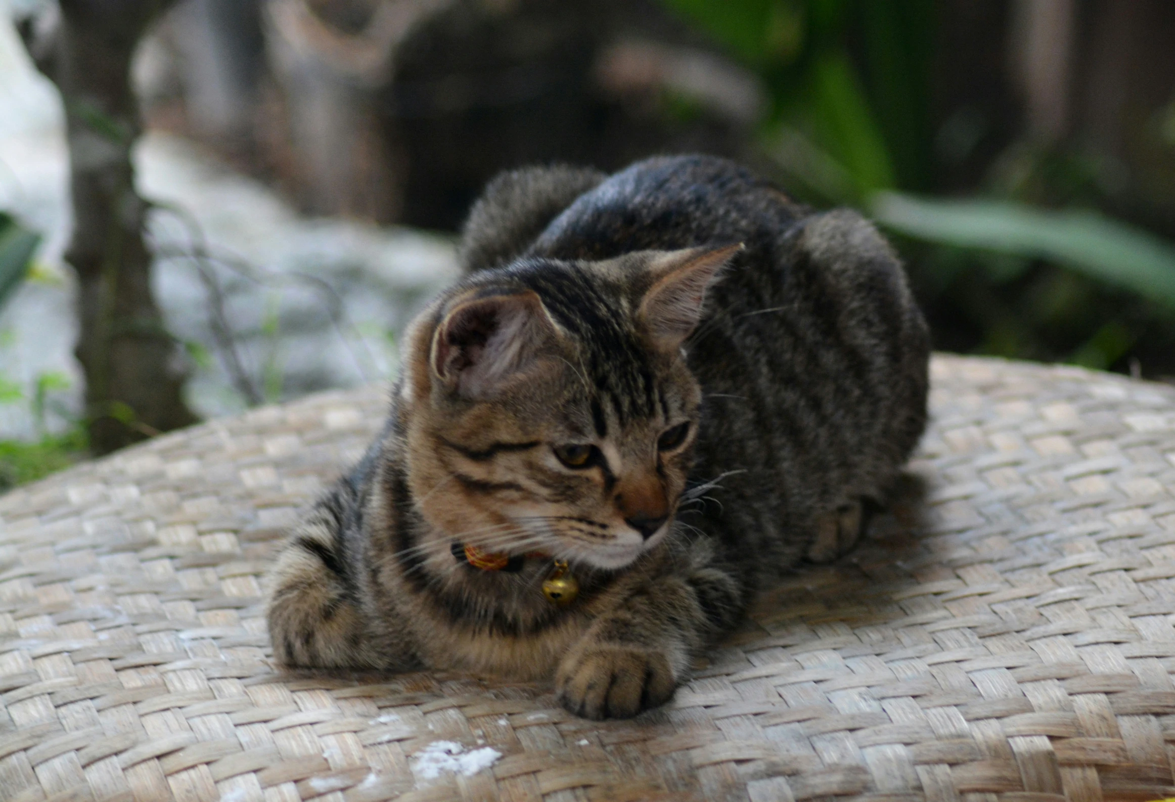 a tabby cat resting on a table with other cats in the background