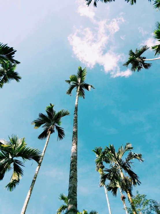 several tall palm trees reach upward into the sky