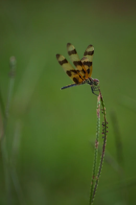 the striped dragonfly is perched on top of an object