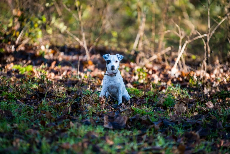 a white dog sitting in a field of grass