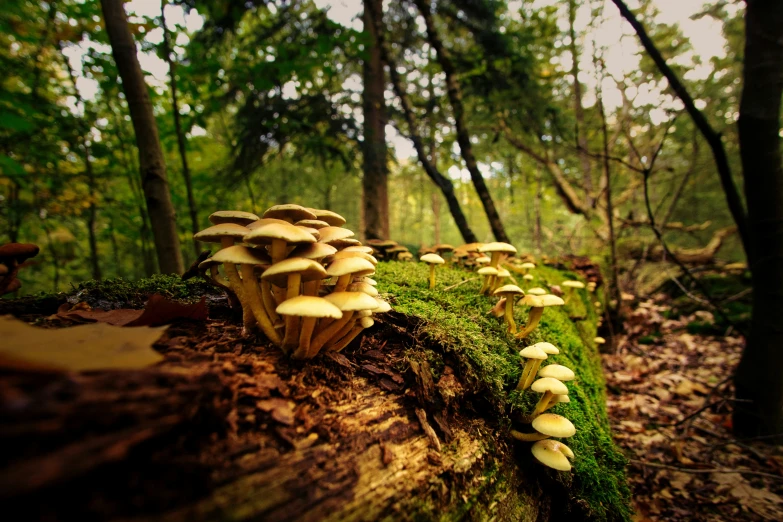 small group of mushrooms growing from tree stump in forest