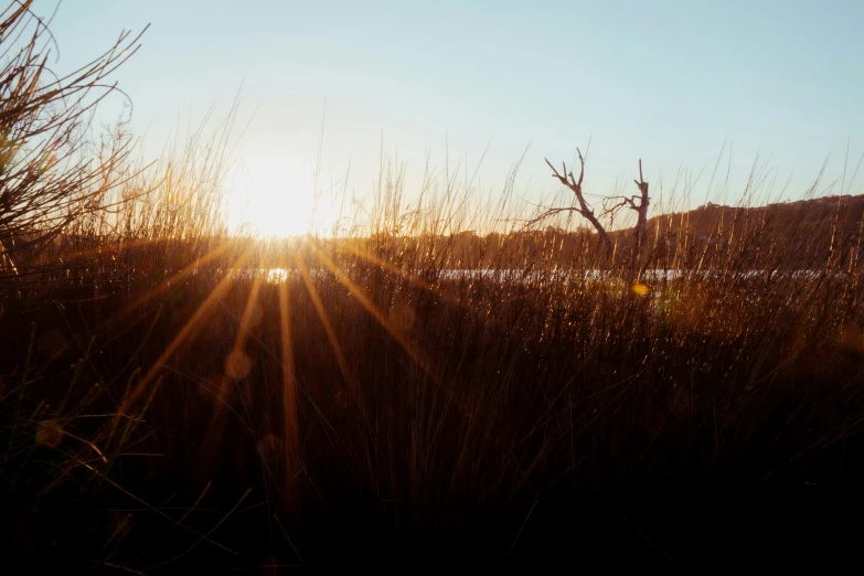 a grassy field is silhouetted by the setting sun