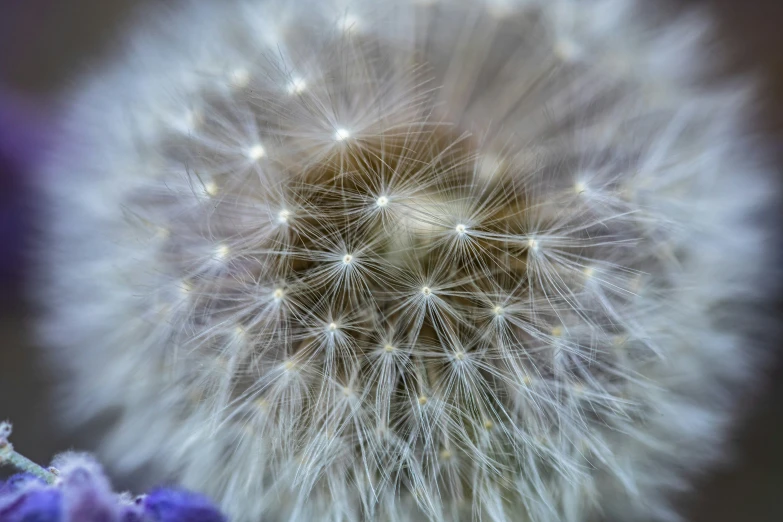 closeup of the white dandelion in full bloom