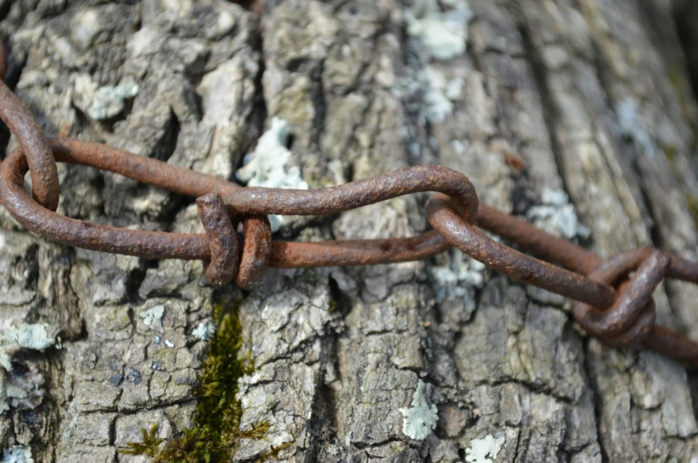 a close up of an old chain on a tree