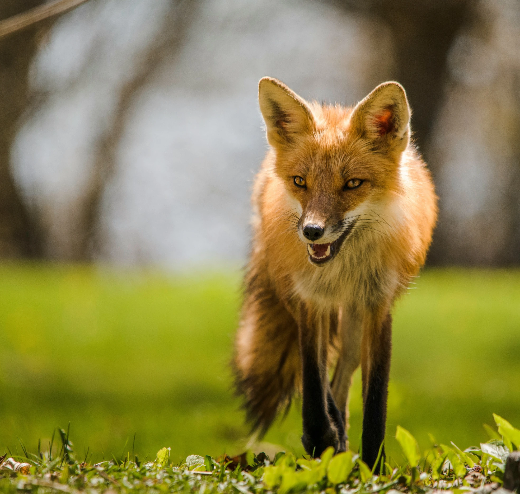 a fox is walking through the grass on some sunny day