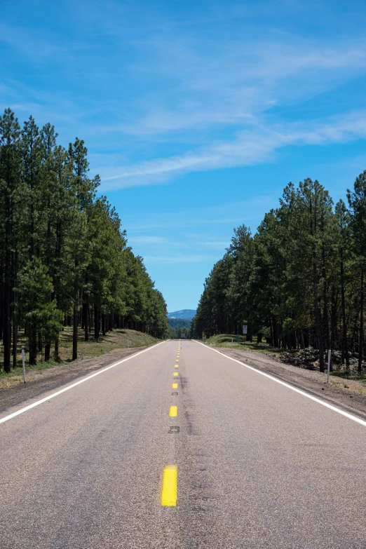 a view down an empty road that's lined with trees