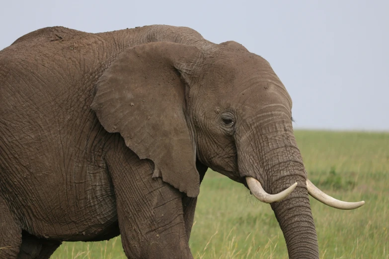 an elephant with long white tusk standing in a field