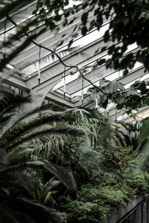 inside the greenhouse looking at trees and plants