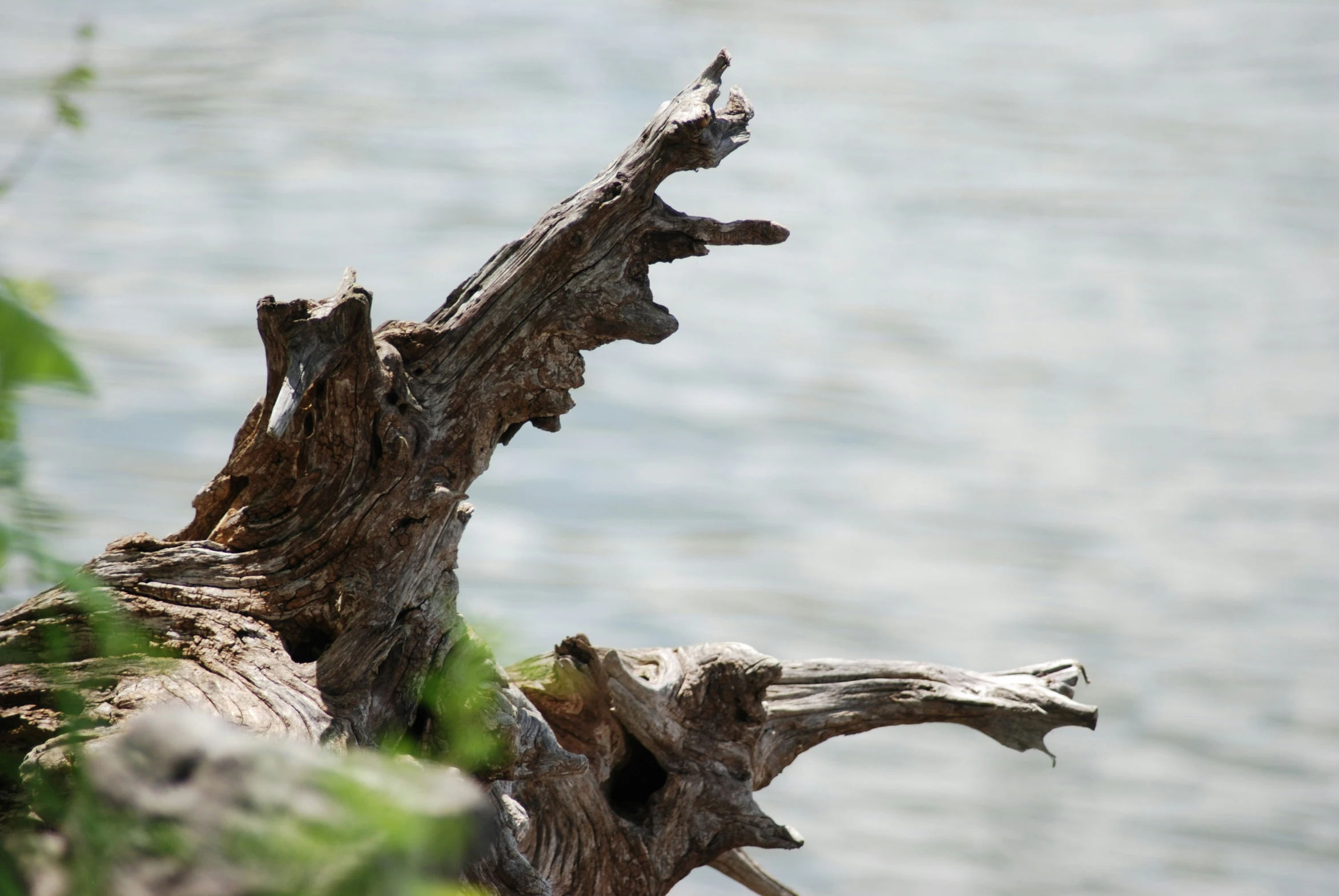 tree limb with very old looking wooden stump