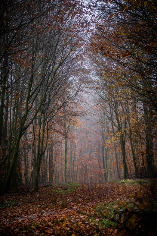 a forest filled with lots of trees and leaves