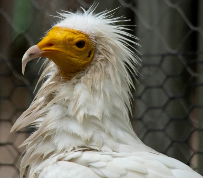 a white chicken with very large, yellow beak and big feathers