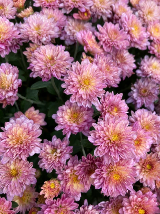 some very pretty pink flowers with some yellow tips
