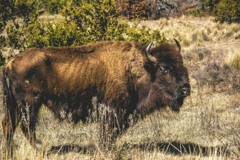 a bison standing in the grass and shrubbery