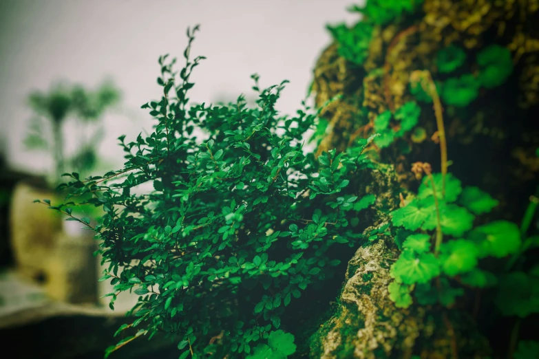 a close up of a leafy tree near a large pillar